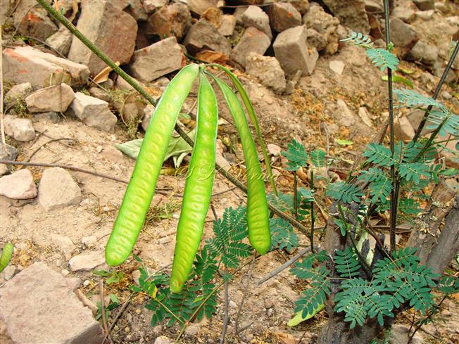  Legumes